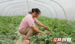 吃瓜群爆料大棚图片大全,吃瓜群爆料图片大全背后的农业奥秘